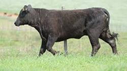 lote 77 - H240