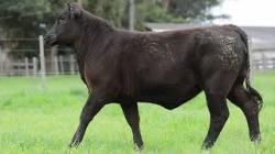 lote 79 - H230
