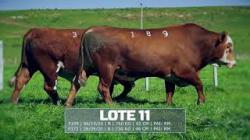 S�o Fernando - TAT F189 / F373