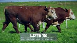S�o Fernando - TAT F239 / F441