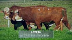 S�o Fernando - TAT F149 / F569 / F697