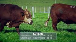 S�o Fernando - TAT F207 / F367 / F827