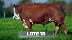 S�o Manoel - TAT T169