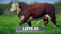 S�o Manoel - TAT T347