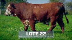 S�o Manoel - TAT T455