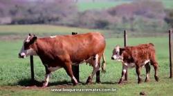 ventre 3 em 1 - prenha - Tat H 68