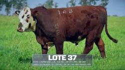 S�o Manoel - TAT U143 / U483
