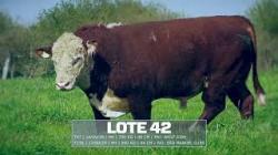 S�o Manoel - TAT T47 / T236