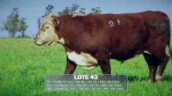 S�o Manoel - TAT T9 / T21 / T26