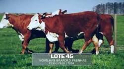 S�o Fernando - TAT F330 / F618 / F954