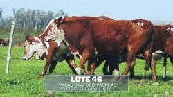 S�o Pedro - TAT F547 / G168 / G182 / H182