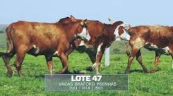 S�o Pedro - TAT I161 / J418 / J503