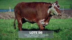 Sil�ncio - T4192 / U0684 / U3357