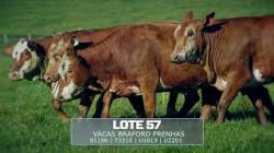 Sil�ncio - TAT S1196 / T3310 / U1613 / U2201