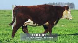 S�o Fernando - TAT 9968