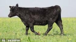 TAT 3520FIV - PRENHA