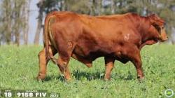 TAT 9158FIV 