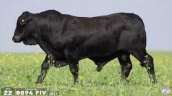 TAT 8894FIV