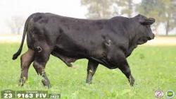 TAT 9163FIV