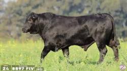 TAT 8897FIV