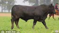 TAT 9151FIV