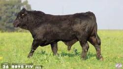 TAT 8895FIV