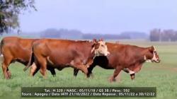 3 Ventres Prenhez - TAT - I168 / H328 / H320