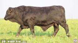 TAT 9189FIV