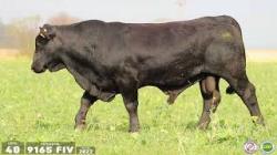 TAT 9165FIV
