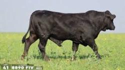 TAT 8890FIV