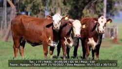 3 Ventres Prenhez - TAT - J77 / J358 / J381