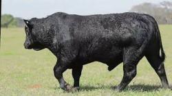 Lote 41 - H129