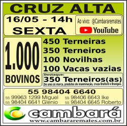 Gado Geral - Cruz Alta