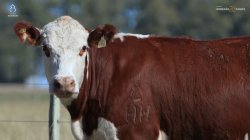 1 NOVILHA HEREFORD 2,5 PRENHA