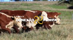3 VACAS HEREFORD PRENHAS C/CRIA 3x1