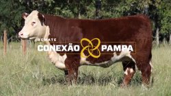1 NOVILHA HEREFORD 2,5 PRENHA