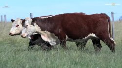2 NOVILHAS HEREFORD 2,5 PRENHAS