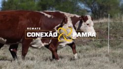 2 NOVILHAS HEREFORD 2,5 PRENHAS