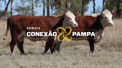 2 NOVILHAS HEREFORD 2,5 PRENHAS