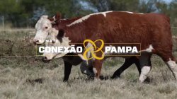 2 NOVILHAS HEREFORD 2,5 PRENHAS