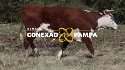 1 NOVILHA HEREFORD 2,5 PRENHAS