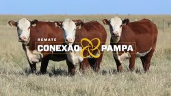 3 NOVILHAS HEREFORD 2,5 PRENHAS