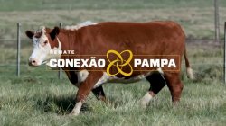 1 VACA HEREFORD 3,5 PRENHA