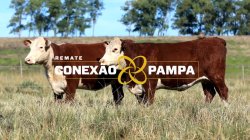 2 VACAS HEREFORD 3,5 PRENHAS