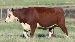 1 VACA HEREFORD 3,5 PRENHA