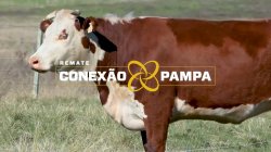 1 VACA HEREFORD 3,5 PRENHA