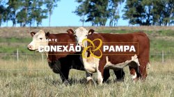 2 VACAS HEREFORD 3,5 PRENHAS