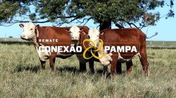 3 VACAS HEREFORD 3,5 PRENHAS