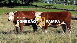 2 VACAS HEREFORD 3,5 PRENHAS