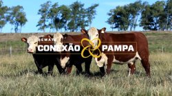 3 VACAS HEREFORD 3,5 PRENHAS